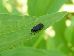 MicrorhopalaExcavata1 by Smidon33. Used under a CC BY-SA 3.0 license.