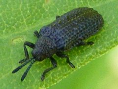MicrorhopalaExcavata2 by Smidon33. Used under a CC BY-SA 3.0 license.