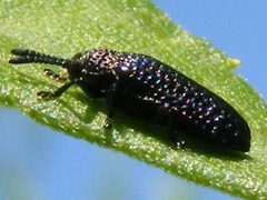MicrorhopalaExcavata3 by Smidon33. Used under a CC BY-SA 3.0 license.