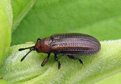 Microrhopala vittata by Jacy Lucier. Used under a CC BY-SA 4.0 license.