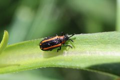 Microrhopala xerene 06-03-2020 by Rebecca Hawkins. Used under a CC0 license.