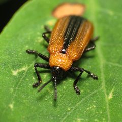 Locust Leaf Miner - Flickr - treegrow by Katja Schulz from Washington, D. C., USA. Used under a CC BY 2.0 license.