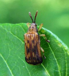 Sumitrosis inaequalis by Jacy Lucier. Used under a CC BY-SA 4.0 license.
