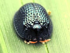 Hemisphaerota cyanea Florida Tortoise Beetle by Katja Schulz. Used under a CC BY 4.0 license.