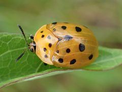 Chelymorpha cassidea 01 by Kaldari. Used under a CC0 license.