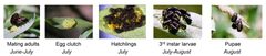 C. aeneicollis life stages by NCalBeetleGuy. Used under a CC BY-SA 4.0 license.