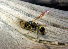 S. cristatus wasps making nests-02 by NCalBeetleGuy. Used under a CC BY-SA 4.0 license.