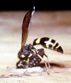 S. cristatus wasps making nests-03 by John Smiley. Used under a CC BY-SA 4.0 license.