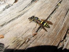 Wasp with clay by NCalBeetleGuy. Used under a CC BY-SA 4.0 license.