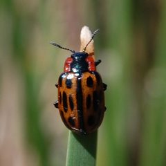 Chrysomela confluens-1 by Eugene Zelenko. Used under a CC BY-SA 4.0 license.