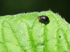 Chrysomela schaefferi by Garth Harwood. Used under a CC BY 4.0 license.