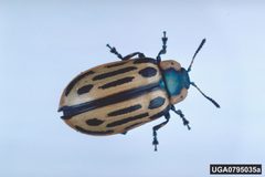 Chrysomela scripta 2 by Gerald J. Lenhard, Louisiana State University, Bugwood.org. Used under a CC BY 3.0 license.