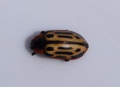 Chrysomela scripta UMFS by Fredlyfish4. Used under a CC BY-SA 4.0 license.