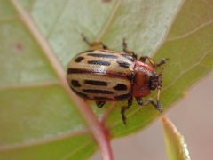 Cottonwood Leaf Beetle Oklahoma 27 MAY 2023 by Yoshieslunchbox. Used under a CC BY-SA 4.0 license.