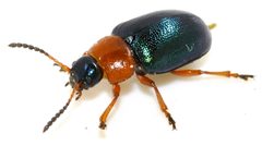 Gastrophysa-polygoni-15-fws by Francisco Welter-Schultes. Used under a CC0 license.