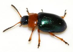 Gastrophysa-polygoni-18-fws by Francisco Welter-Schultes. Used under a CC0 license.
