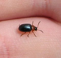 Gastrophysa polygoni by Laisverobotams. Used under a Public domain license.