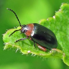 Gastrophysa polygoni 3 by Jacy Lucier. Used under a CC BY-SA 4.0 license.
