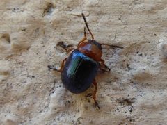 Gastrophysa polygoni Piazzo 01 by Syrio. Used under a CC BY-SA 4.0 license.