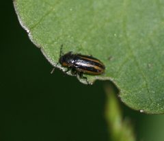 Prasocuris phellandrii - Flickr - S. Rae by S. Rae from Scotland, UK. Used under a CC BY 2.0 license.