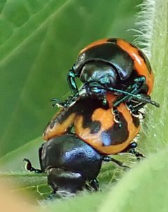 Labidomera clivicollis by Jacy Lucier. Used under a CC BY-SA 4.0 license.