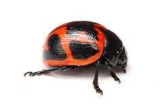 Labidomera clivicollis 403286416 by Matthew Lindsey. Used under a CC BY 4.0 license.