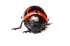 Labidomera clivicollis 403286420 by Matthew Lindsey. Used under a CC BY 4.0 license.
