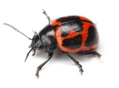 Labidomera clivicollis 403286455 by Matthew Lindsey. Used under a CC BY 4.0 license.