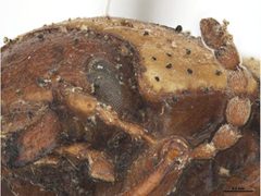 Zygogramma exclamationis - antenna by Sarah McCaffrey &amp; Ken Walker, Museum Victoria. Used under a CC BY 3.0 license.