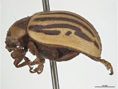Zygogramma exclamationis - lateral by Sarah McCaffrey &amp; Ken Walker, Museum Victoria. Used under a CC BY 3.0 license.