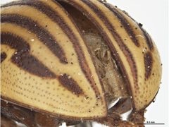 Zygogramma exclamationis - posterior by Sarah McCaffrey &amp; Ken Walker, Museum Victoria. Used under a CC BY 3.0 license.