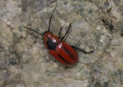 Entomoscelis americana P1510420a by 
xpda. Used under a CC BY-SA 4.0 license.