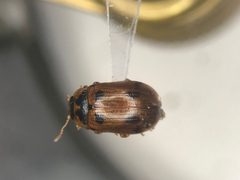 Gonioctena americana - inat 172501805 by {{{name}}}. Used under a CC0 license.