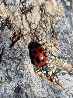 Gonioctena nivosa - inat 296997755 by {{{name}}}. Used under a CC BY-SA 4.0 license.