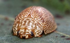 Paropsis atomaria 266768218 by Damian Harding. Used under a CC BY 4.0 license.