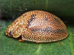Paropsis atomaria 286020485 by Damian Harding. Used under a CC BY 4.0 license.