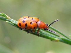 Crioceris duodecimpunctata beentree by wikipedia. Used under a CC BY-SA 3.0 license.