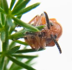Crioceris duodecimpunctata front by Siga. Used under a CC BY-SA 3.0 license.