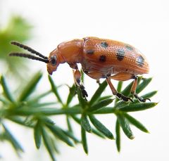 Crioceris duodecimpunctata side2 by Siga. Used under a CC BY-SA 3.0 license.