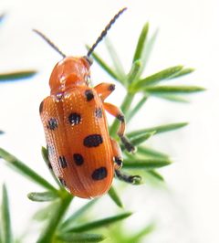 Crioceris duodecimpunctata up2 by Siga. Used under a CC BY-SA 3.0 license.