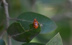 Servian - Crioceris duodecimpunctata 01 by Tylwyth Eldar. Used under a CC BY-SA 4.0 license.