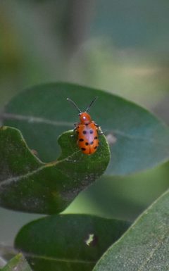 Servian - Crioceris duodecimpunctata 02 by Tylwyth Eldar. Used under a CC BY-SA 4.0 license.