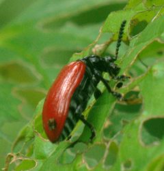 Air Potato Leaf Beetle by Kghongaku. Used under a CC BY-SA 4.0 license.