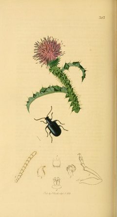 Britishentomologyvolume2Plate323 by John Curtis
. Used under a Public domain license.