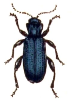Lema.cyanella.-.calwer.42.09 by Emil Hochdanz
. Used under a Public domain license.