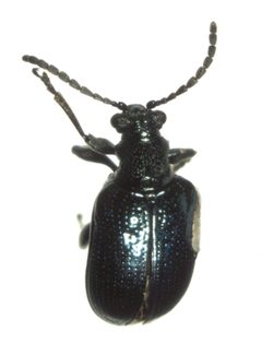 Lema cyanella by S.E. Thorpe. Used under a Public domain license.