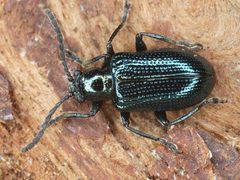 Lema cyanella1 by 



This image is created by user Wim Rubers at Waarneming.nl, a source of nature observations in the Netherlands.
. Used under a CC BY 3.0 license.