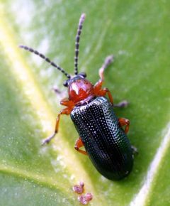 Oulema melanopus01 by wikipedia. Used under a Attribution license.