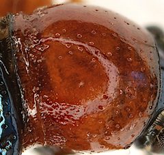Oulema melanopus pronotum by Siga. Used under a CC BY-SA 4.0 license.