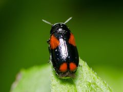Smaragdina militaris by Justin Williams. Used under a CC BY 4.0 license.